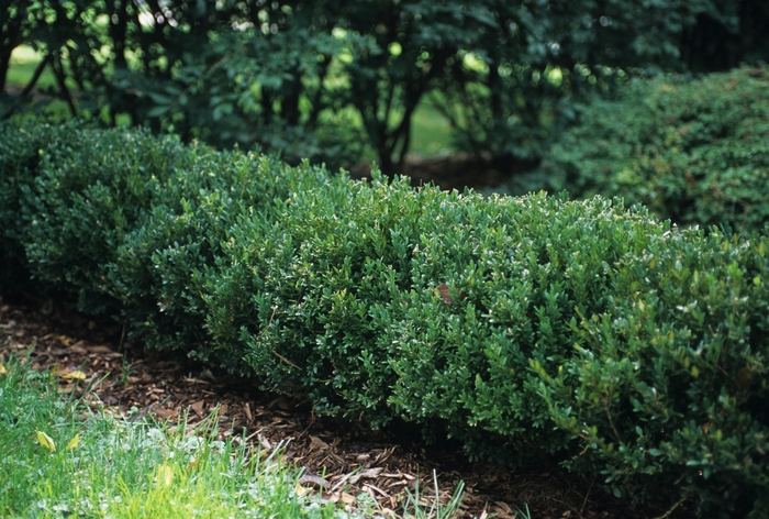 Northern Charm™ Boxwood - Buxus x 'Wilson' from Roots Garden Center Inc