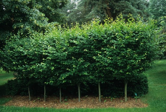 'Fastigiata' Common Hornbeam - Carpinus betulus from Roots Garden Center Inc