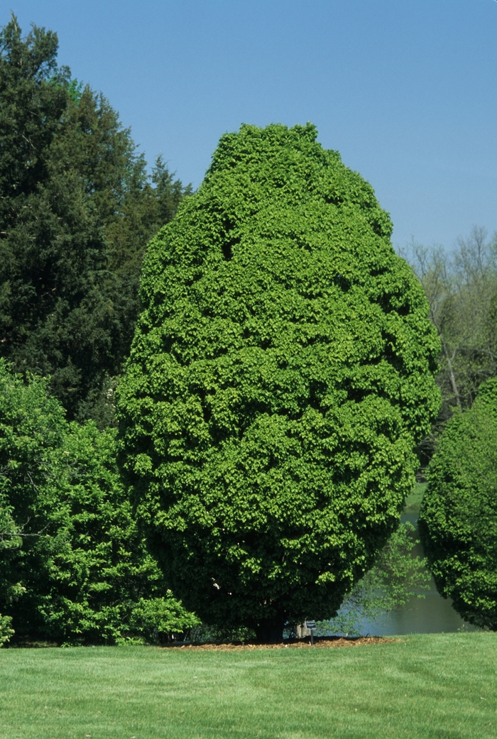 'Globosa' European Hornbeam - Carpinus betulus from Roots Garden Center Inc