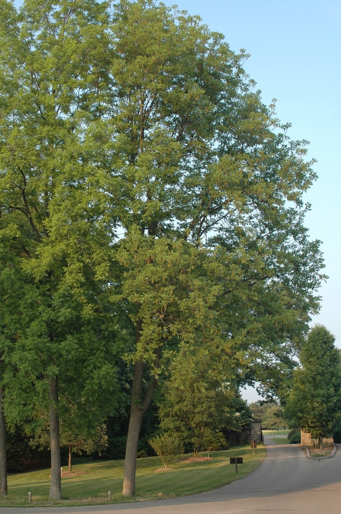 Pawnee Pecan - Carya illinoinensis from Roots Garden Center Inc