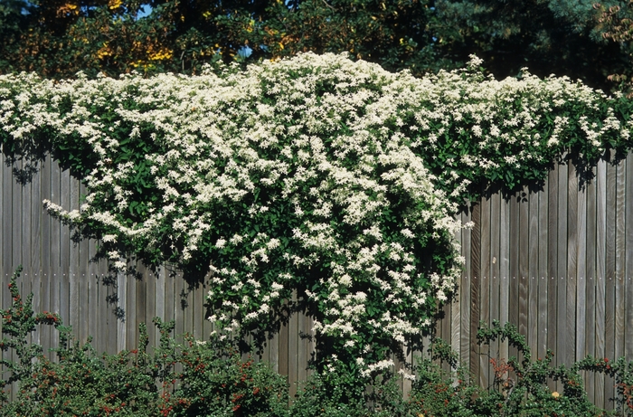 Sweet Autumn Clematis - Clematis paniculata from Roots Garden Center Inc