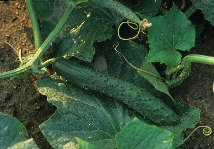Cucumber - Cucumis sativus from Roots Garden Center Inc
