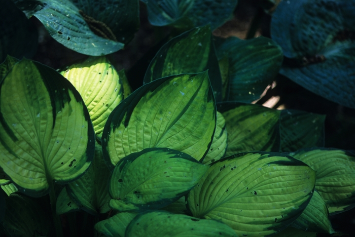 'American Fashion' Hosta, Plantain Lily - Hosta from Roots Garden Center Inc