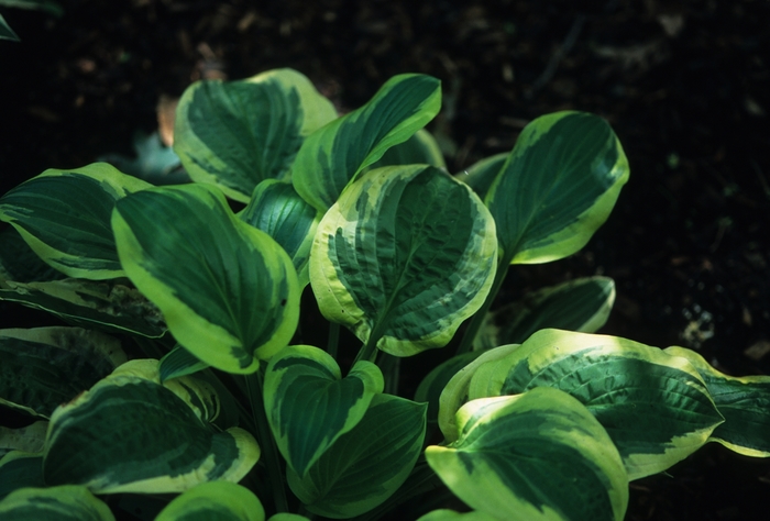 'Austin Dickinson' Hosta, Plantain Lily - Hosta from Roots Garden Center Inc