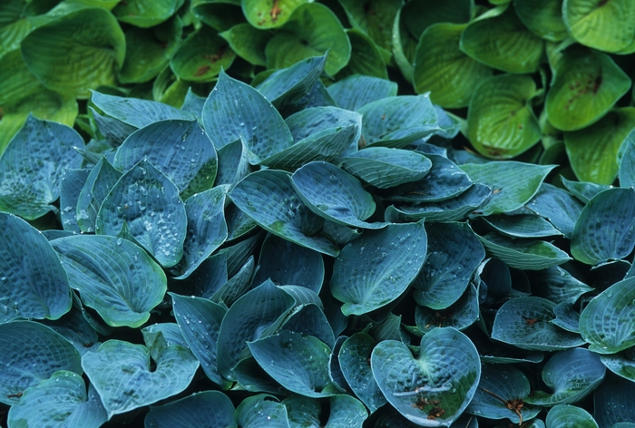 Hosta - Hosta 'Blue Moon' from Roots Garden Center Inc