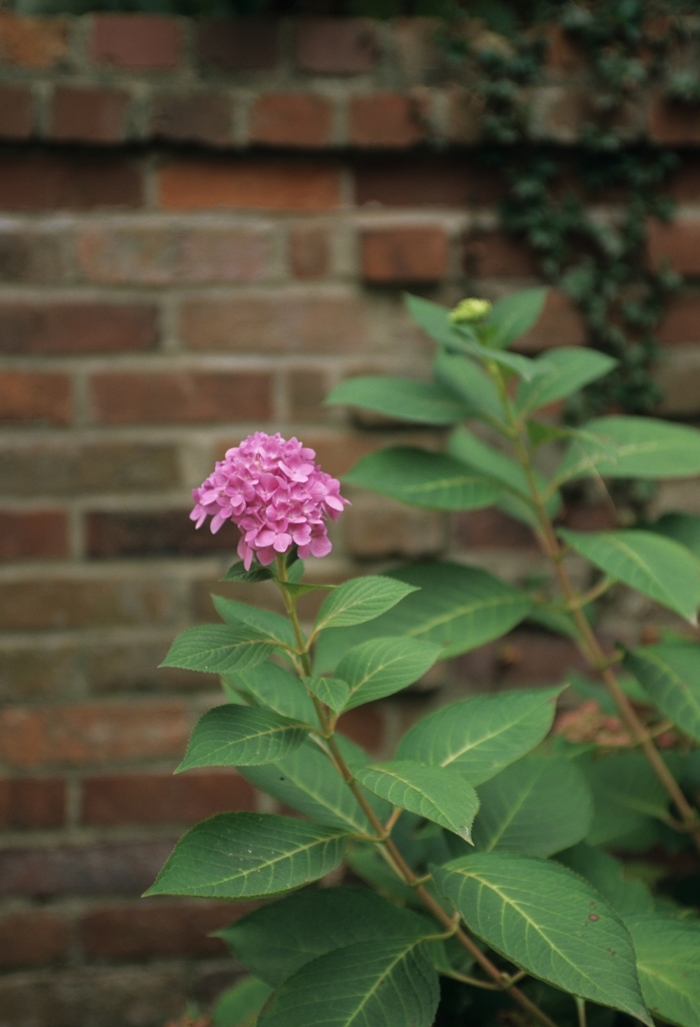Bigleaf Hydrangea - Hydrangea macrophylla from Roots Garden Center Inc
