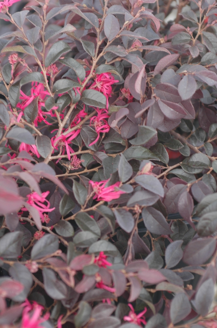 'Burgundy' Chinese Fringe-Flower - Loropetalum chinense var. rubrum from Roots Garden Center Inc