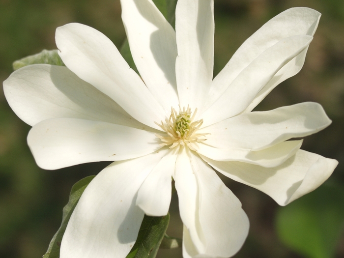 Goldstar Magnolia - Magnolia acuminata 'Goldstar' from Roots Garden Center Inc