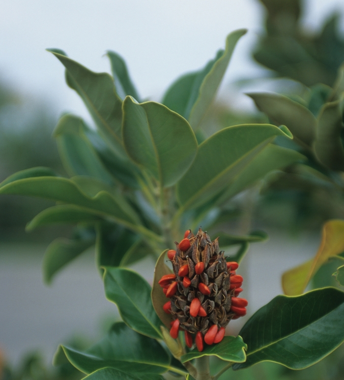 'Claudia Wannamaker' Southern Magnolia - Magnolia grandiflora from Roots Garden Center Inc