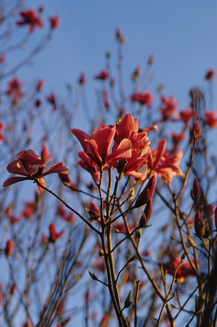 'Galaxy' - Magnolia x from Roots Garden Center Inc