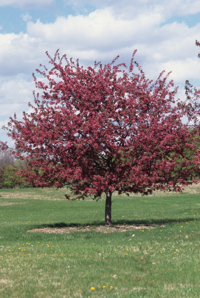 'Profusion' - Malus x moerlandsii from Roots Garden Center Inc