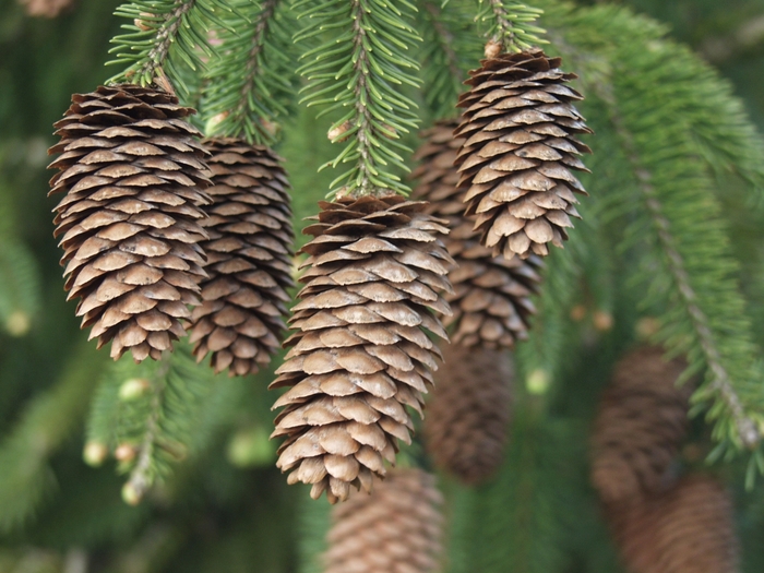 Acrocona Norway Spruce - Picea abies ''Acrocona'' (Norway Spruce) from Roots Garden Center Inc