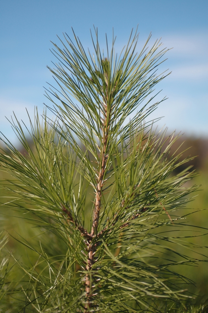 Loblolly Pine - Pinus taeda from Roots Garden Center Inc