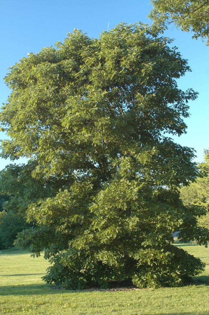 White Oak - Quercus alba from Roots Garden Center Inc