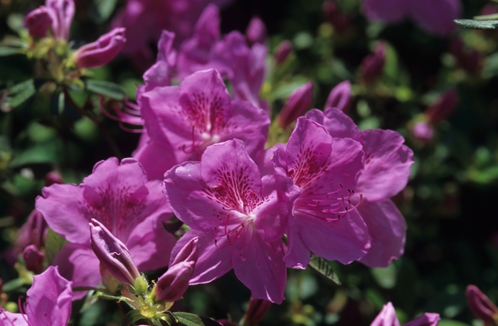 Merlin Azalea - Rhododendron 'Merlin' (Azalea) from Roots Garden Center Inc