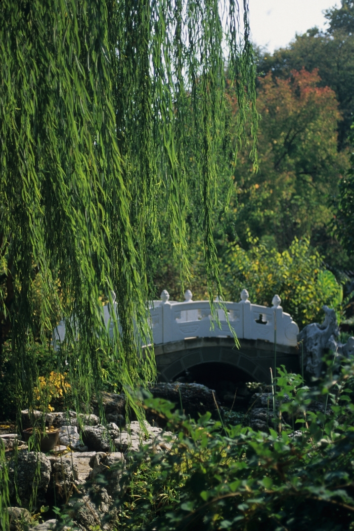 Weeping Willow - Salix babylonica from Roots Garden Center Inc