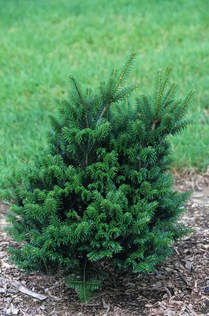 Julian Potts Korean Fir - Abies koreana 'Julian Potts' from Roots Garden Center Inc