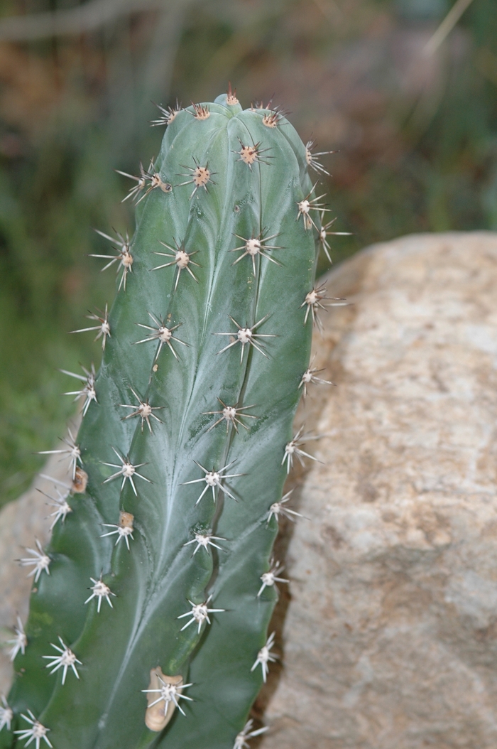 Triangle Cactus - Acanthocereus pitajaya from Roots Garden Center Inc