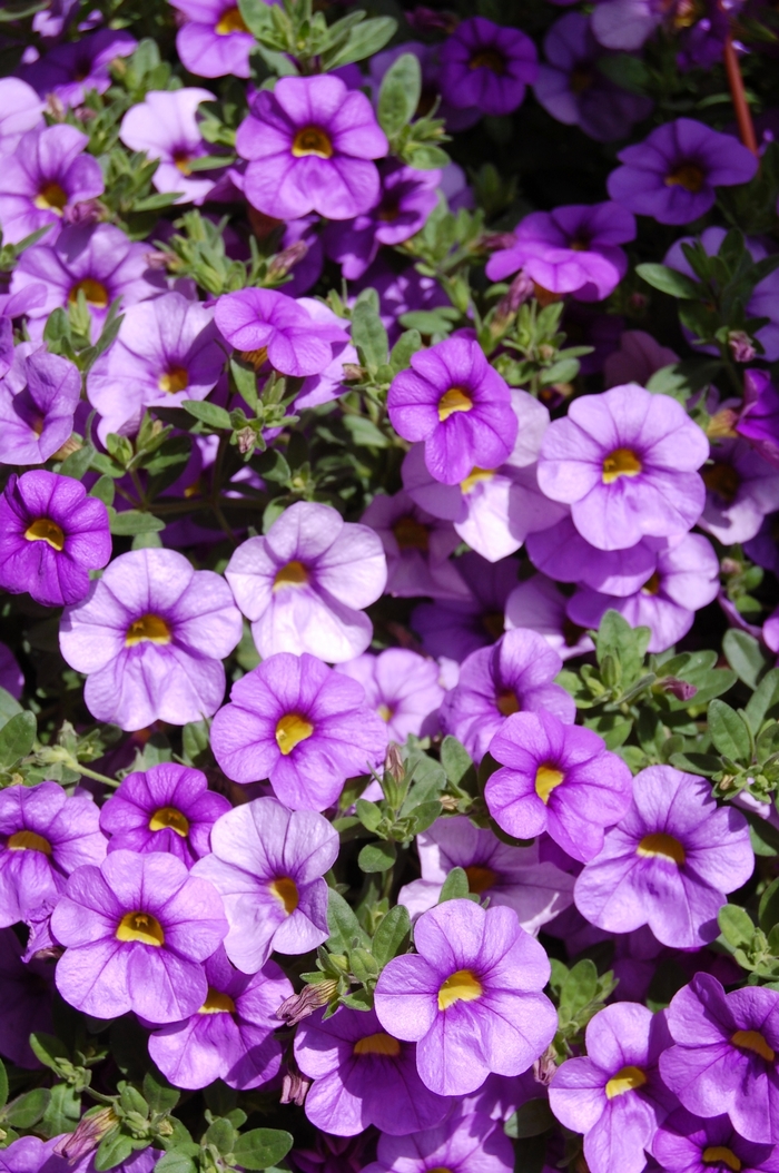 Aloha Purple Sky - Calibrachoa hybrida from Roots Garden Center Inc