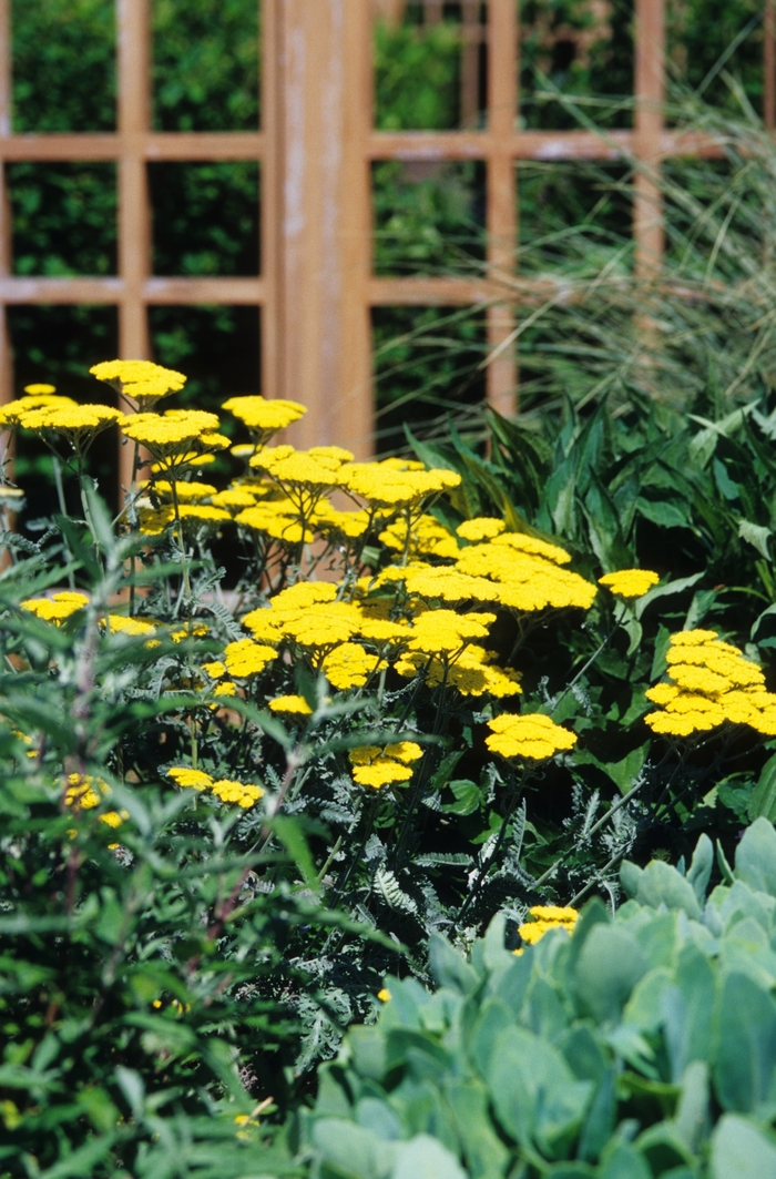 Moonshine Yarrow - Achillea millefolium 'Moonshine' (Yarrow) from Roots Garden Center Inc
