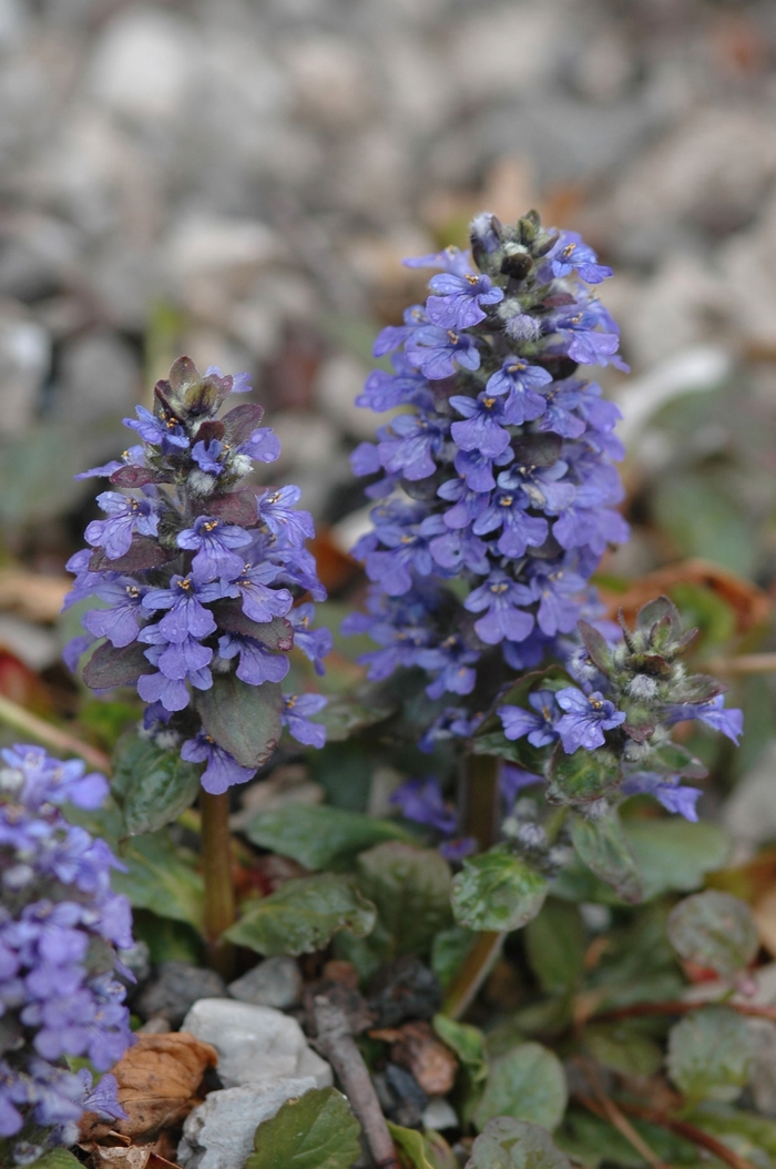 'Catlin's Giant' Bugleweed - Ajuga reptans from Roots Garden Center Inc
