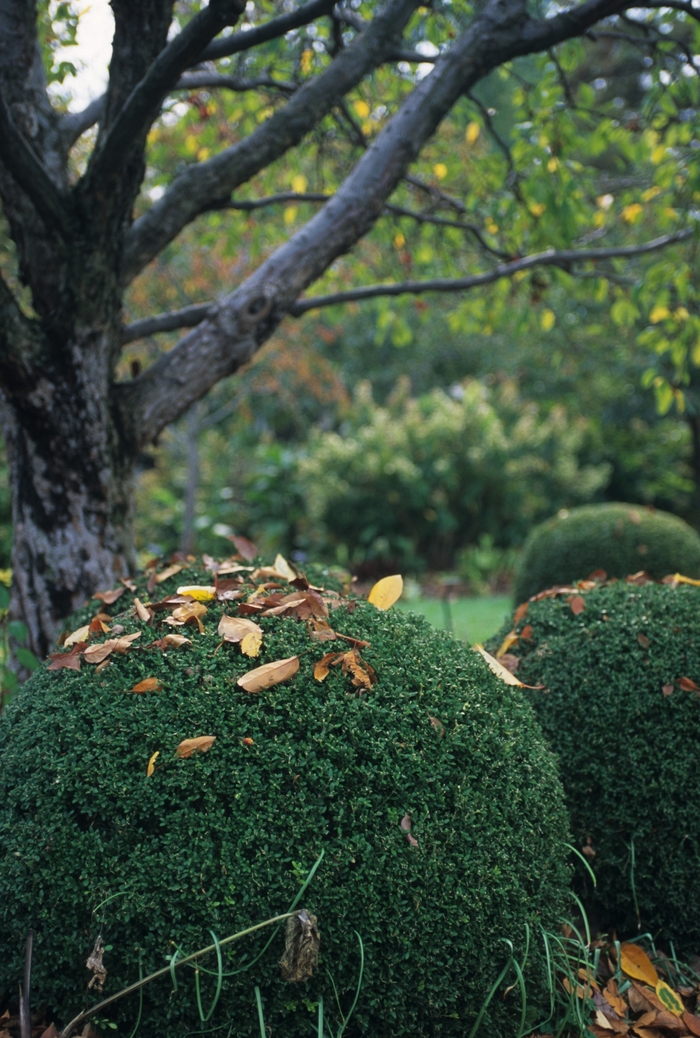 Wintergreen Boxwood - Buxus microphylla var. japonica 'Wintergreen' from Roots Garden Center Inc