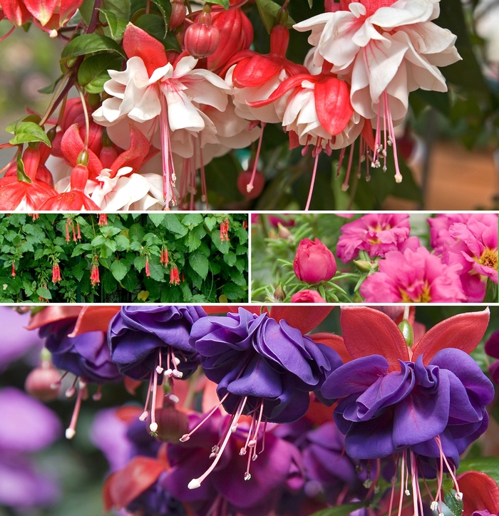 Assorted - Fuchsia from Roots Garden Center Inc