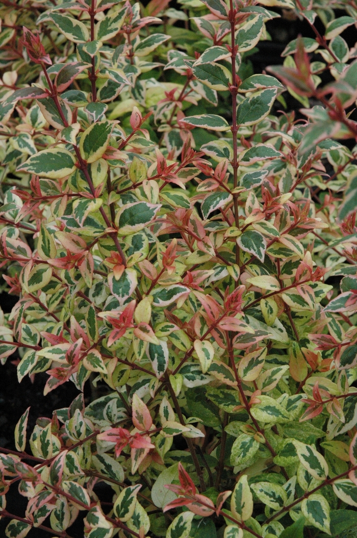 'Mardi Gras' - Abelia x grandiflora from Roots Garden Center Inc