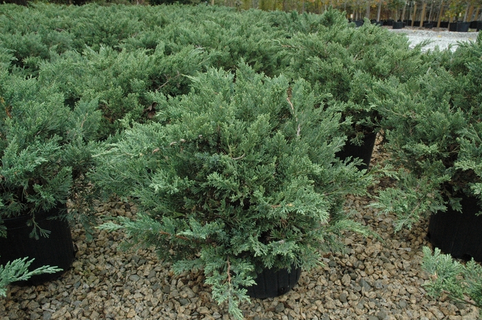 'Expansa ('Parsonii')' Parsons Juniper - Juniperus davurica from Roots Garden Center Inc