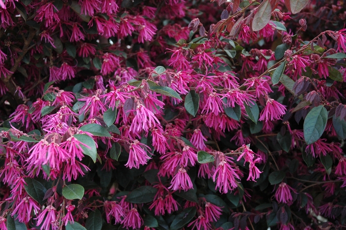 'Zhuzhou Fuchsia' Chinese Fringe-flower - Loropetalum chinense f. rubrum from Roots Garden Center Inc