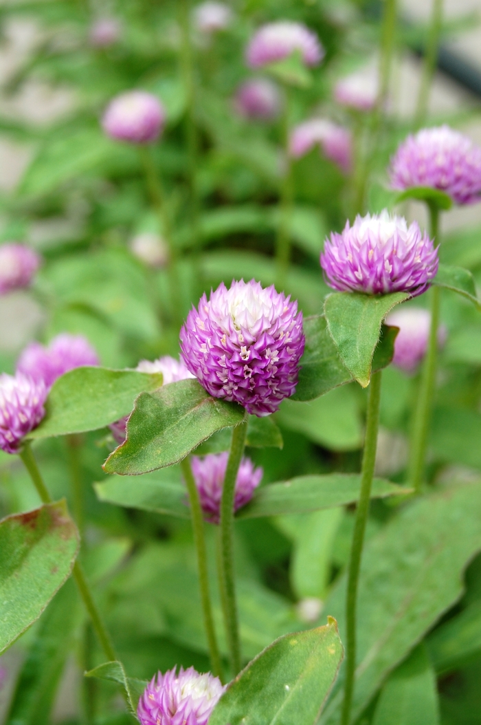 ''Audray Bicolor Rose'' - Gomphrena from Roots Garden Center Inc