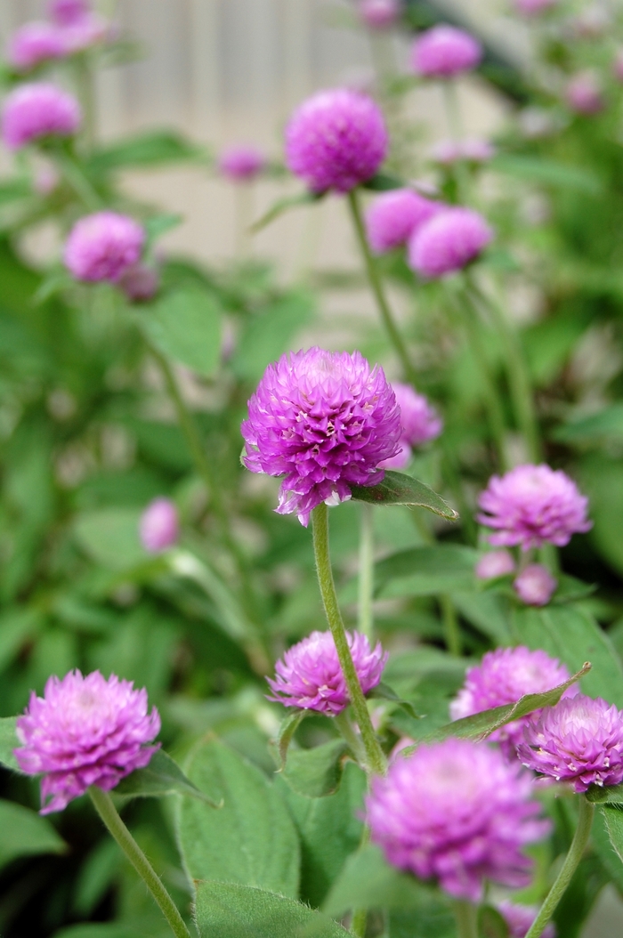 ''Audray Bicolor Pink'' - Gomphrena from Roots Garden Center Inc