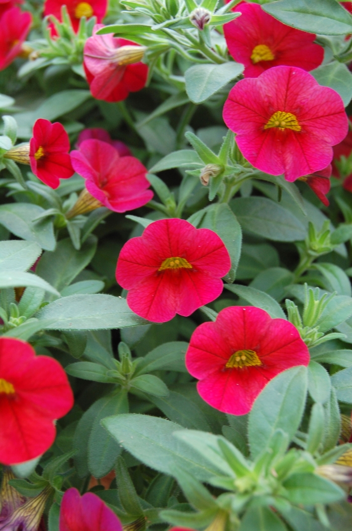 Callie® Bright Red - Calibrachoa from Roots Garden Center Inc