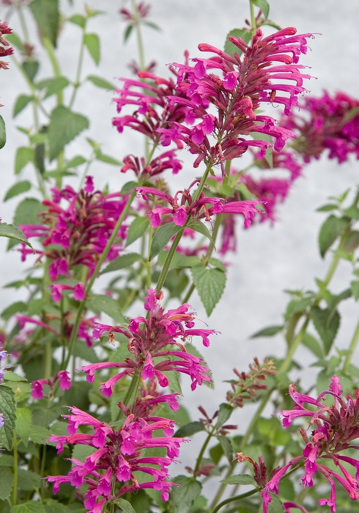 Mexican hyssop - Agastache 'Color Spires®Pink' from Roots Garden Center Inc