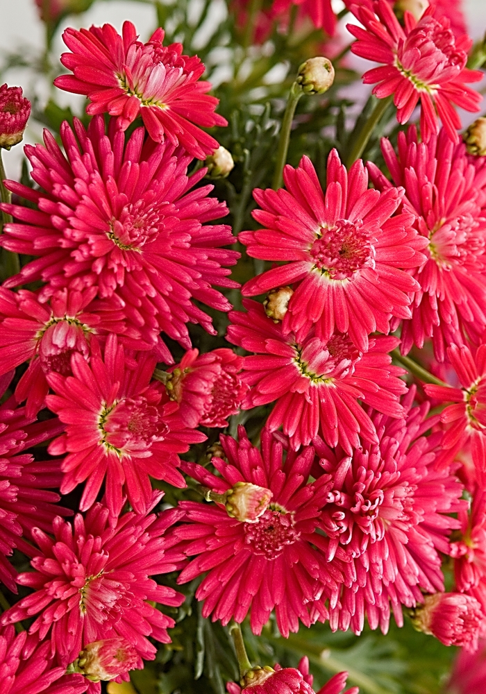 Marguerite Daisy - Argyranthemum 'Fireball Red' from Roots Garden Center Inc