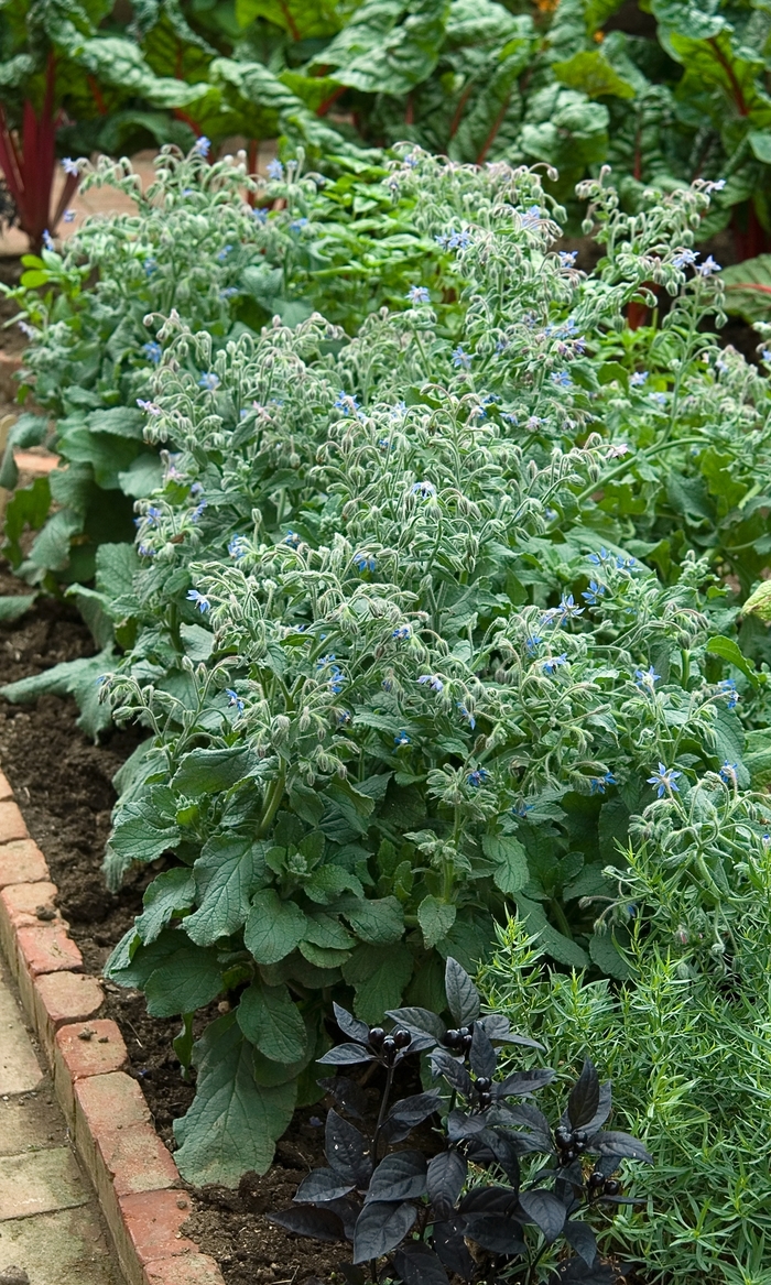 Borage, Blue - Borago officianalis from Roots Garden Center Inc