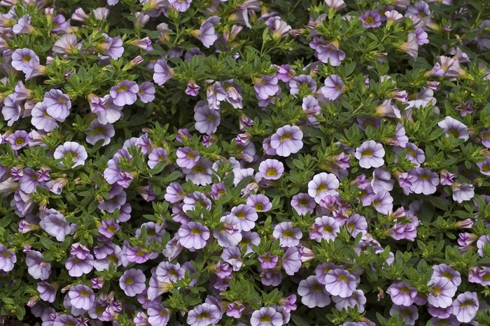 Lavender Million Bells - Calibrachoa from Roots Garden Center Inc