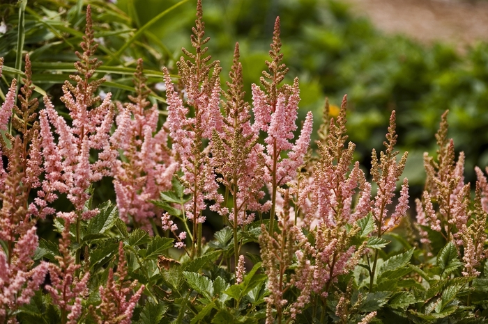 False Spirea - Astilbe chinensis 'Visions in Pink' from Roots Garden Center Inc