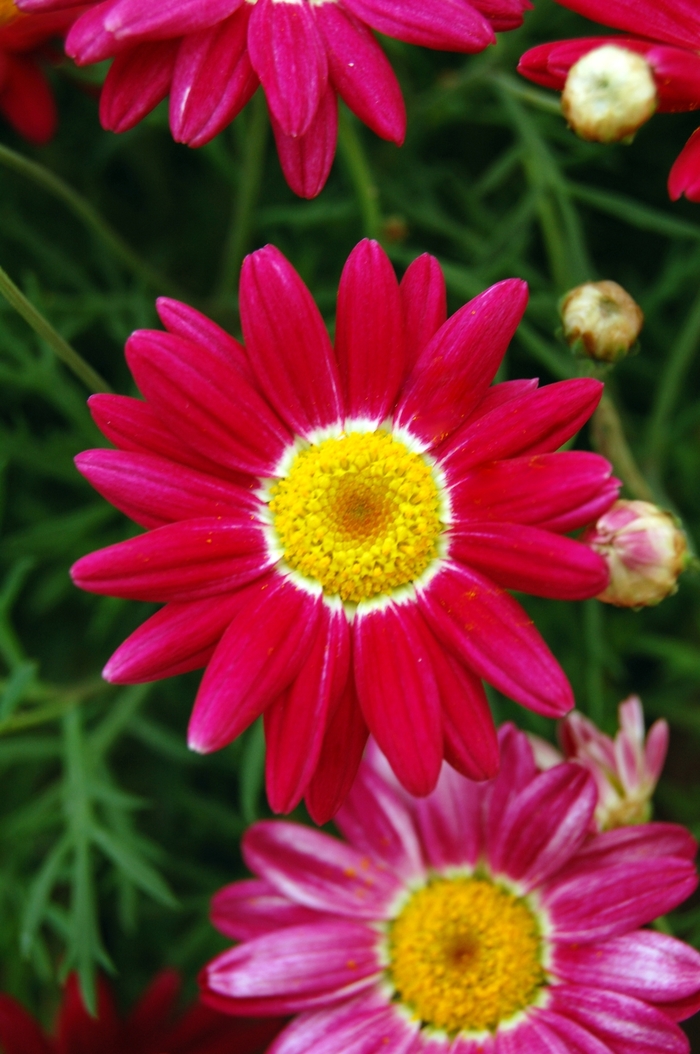 Marguerite - Argyranthemum frutescens 'Comet™ Red' from Roots Garden Center Inc