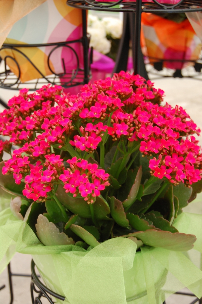Forever Midi Berry Pink - Kalanchoe from Roots Garden Center Inc