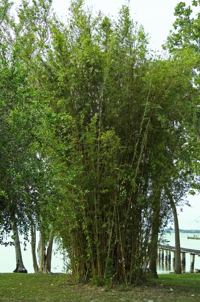 'Alphonse Karr' Bamboo - Bambusa glaucescens from Roots Garden Center Inc