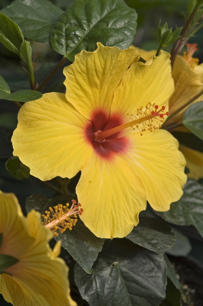 Tradewinds™ 'Sunny Wind' - Hibiscus rosa-sinensis (Tropical Hibiscus) from Roots Garden Center Inc