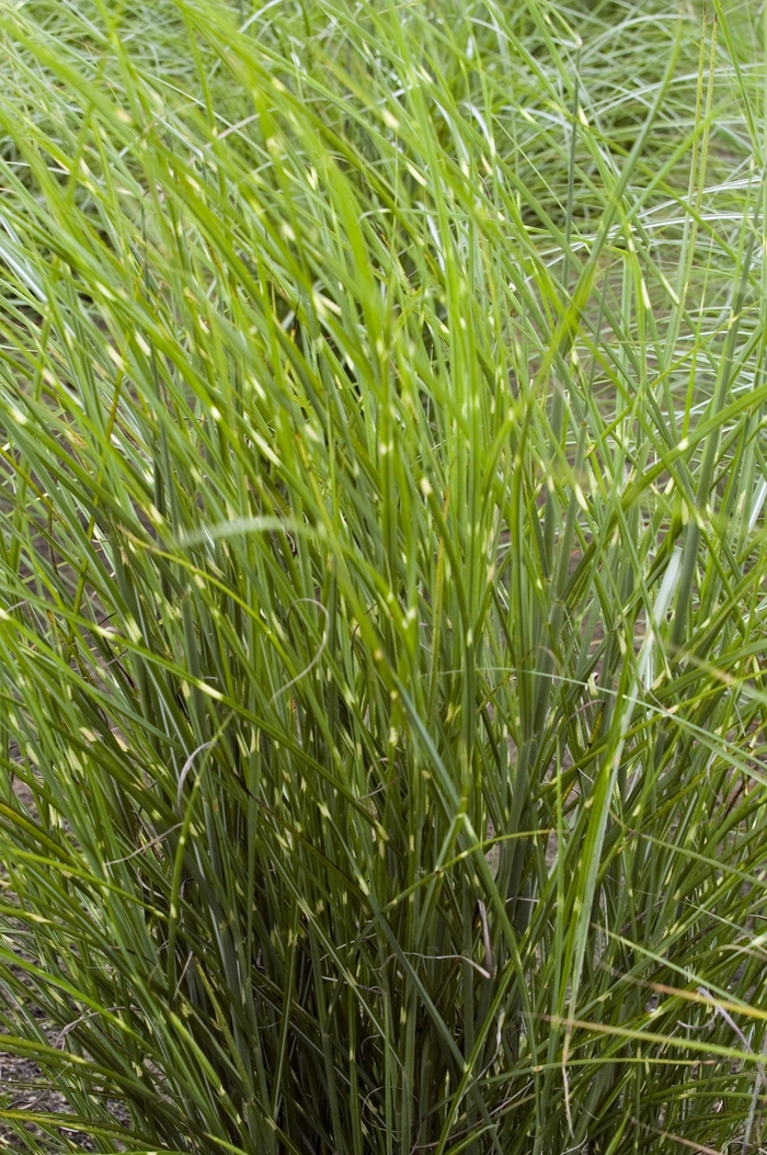 Maiden Grass - Miscanthus sinensis 'Border Bandit' from Roots Garden Center Inc