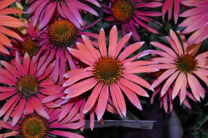 Coneflower - Echinacea Hot Summer from Roots Garden Center Inc