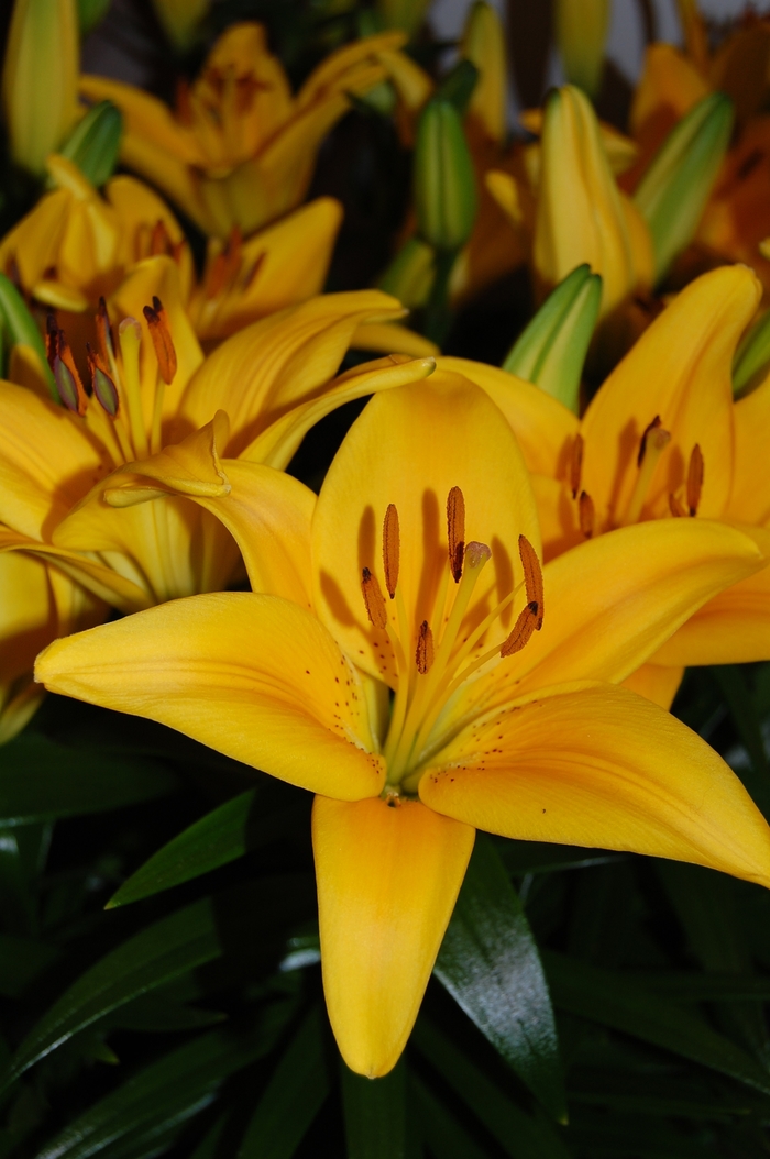 Lily Looks Tiny Bee - Lilium asiaticum 'Tiny Bee' PP16.255 (Asiatic Lily) from Roots Garden Center Inc