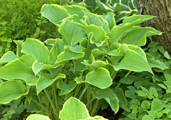 Abba Dabba do Hosta, Plantain Lily - Hosta ''Abba Dabba do'' (Hosta, Plantain Lily) from Roots Garden Center Inc