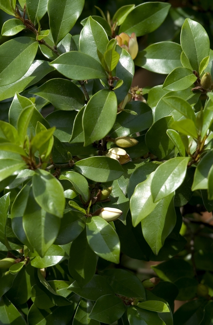 Banana Shrub - Magnolia figo from Roots Garden Center Inc