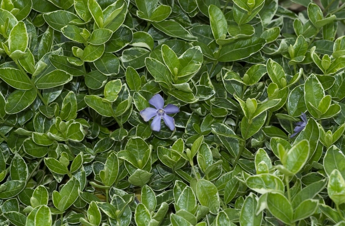 White variegated Vinca - Vinca minor ''Ralph Shugert'' from Roots Garden Center Inc