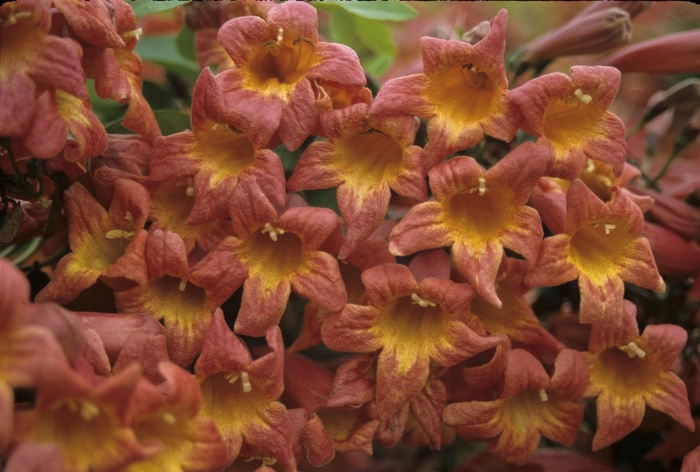 'Tangerine Beauty' Cross Vine - Bignonia capreolata from Roots Garden Center Inc