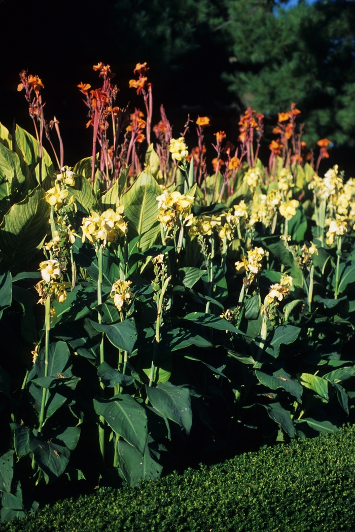 Assorted, Canna Lily - Canna from Roots Garden Center Inc